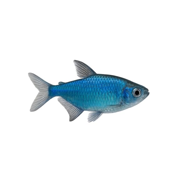 FISCH Zierfisch Blauer Kongosalmler DNZL