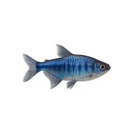FISCH Zierfisch Blauer Kongosalmler DNZ XL-JUM