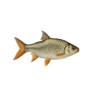FISCH Zierfisch Afr. Gross-Schuppensalmler L-XL