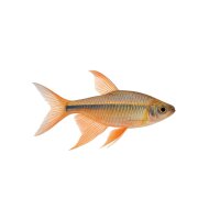 FISCH Zierfisch Afrik. Langflossensalmler L