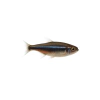 FISCH Zierfisch Schwanzstreifen Nachtsalmler NZ 5-7cm