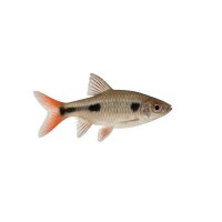 FISCH Zierfisch Zweitupfen Raubsalmler WF. 6-8