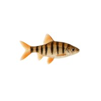 FISCH Zierfisch Gestreifter Hechtsalmler 12-15cm