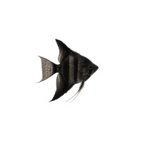 FISCH Zierfisch Scalar Schwarz DNZ M