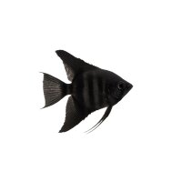 FISCH Zierfisch Scalar Schwarz DNZML-L