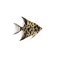 FISCH Zierfisch Scalar Leopard Mix L-XL