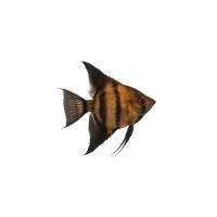 FISCH Zierfisch Scalar Bronze Black Fin ML