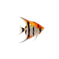 FISCH Zierfisch Scalar California Dream DNZ L+
