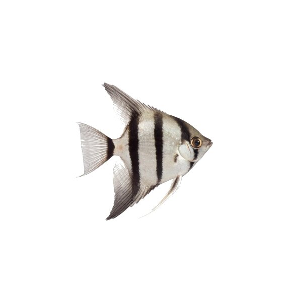 FISCH Zierfisch Scalar Pinoy Silverstar DNZ XL
