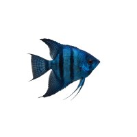 FISCH Zierfisch Scalar Blau DNZ ML