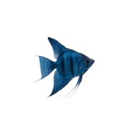 FISCH Zierfisch Scalar Blau DNZ Premium XXL