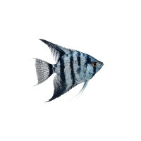 FISCH Zierfisch Scalar Marmor Blau DNZML-L