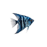 FISCH Zierfisch Scalar Marmor Blau DNZ L