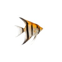 FISCH Zierfisch Scalar Gemischte Farben DNZ XL