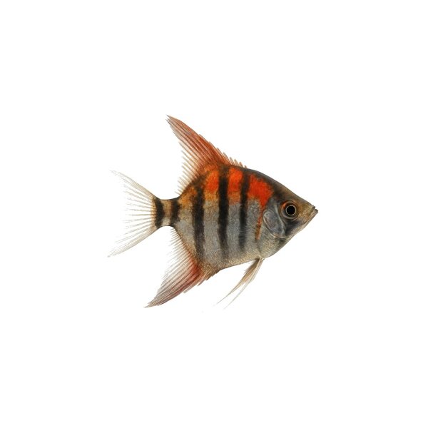 FISCH Zierfisch Scalar Rotrücken Manacapuru (DNZ) ML-L