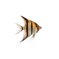 FISCH Zierfisch Scalar Altum Inirida DNZ XL