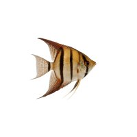 FISCH Zierfisch Echter Altum Scalar DNZL Orinoco