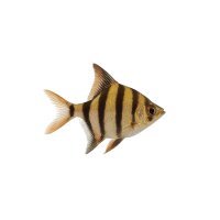FISCH Zierfisch Dantum Scalar (Altum Hybrid) ML