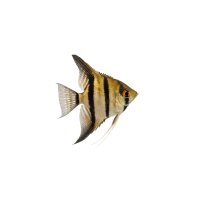 FISCH Zierfisch Scalar Rio Nanay Typ 3 L DNZ
