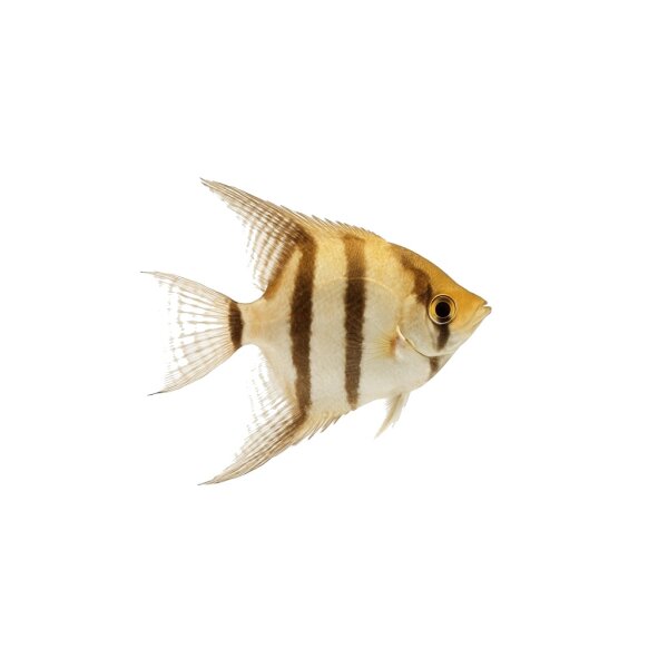 FISCH Zierfisch Scalar Santa Isabell DNZL-XL
