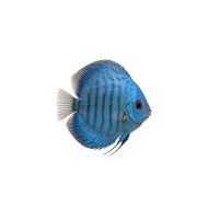 FISCH Zierfisch Blauer Diskus WF 8-12