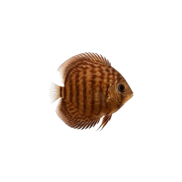 FISCH Zierfisch Diskus Wild Brown Cameta 12-14