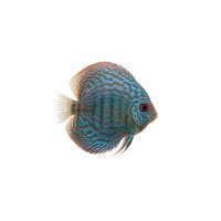 FISCH Zierfisch Diskus Wild Blue Turerè 14-15...