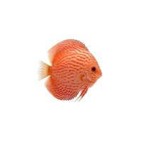FISCH Zierfisch Diskus Wild Ros&egrave; Turer&egrave;...