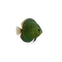 FISCH Zierfisch Diskus Wild Green Tef&egrave; ca. 12cm