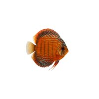 FISCH Zierfisch Diskus Mixed Colour CNZ 4-5