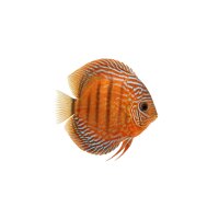 FISCH Zierfisch Diskus Mixed Special INZ 8-9