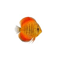 FISCH Zierfisch Diskus Mix A-Grade 12-15