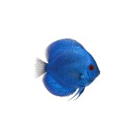FISCH Zierfisch Blue Diamond Diskus INZ 6-7