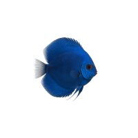 FISCH Zierfisch Diskus Royal Blue DNZ 5-7