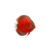 FISCH Zierfisch Diskus Rot Türkis DNZ 10-12