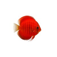 FISCH Zierfisch Diskus Pigeon Flächig Rot DNZ 10cm