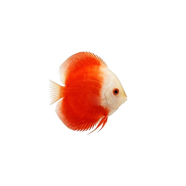 FISCH Zierfisch Diskus Marlboro Red INZ 8-10 (White Face)