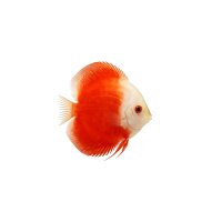 FISCH Zierfisch Diskus Marlboro Red INZ 8-10 (White Face)
