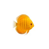 FISCH Zierfisch Diskus Marlboro Yellow INZ 8-10