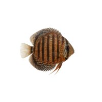 FISCH Zierfisch Diskus Heckel Wild Rio Negro 8-10cm