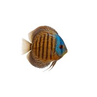 FISCH Zierfisch Diskus Wild Heckel 14-16 (Brillant...