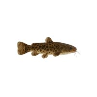 FISCH Zierfisch Afrik. Zitterwels 6-8 (Malapterurus...