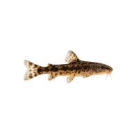 FISCH Zierfisch Wespenwels (Akysis vespa) 3cm