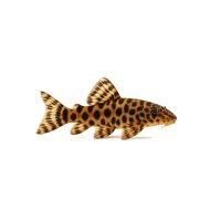 FISCH Zierfisch Tiger Spatelwels 7-10