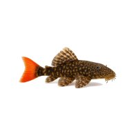 FISCH Zierfisch Rotschwanz Antennenwels 10-12