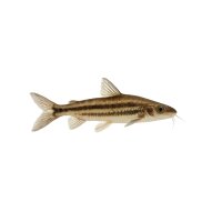 FISCH Zierfisch Minihai (Arius seemanni) 7-8
