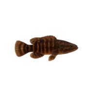 FISCH Zierfisch Chaca bankanensis 12-18