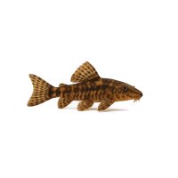 FISCH Zierfisch Bratpfannenwels 4-6