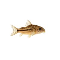 FISCH Zierfisch Panzerwels Mix DNZM-ML