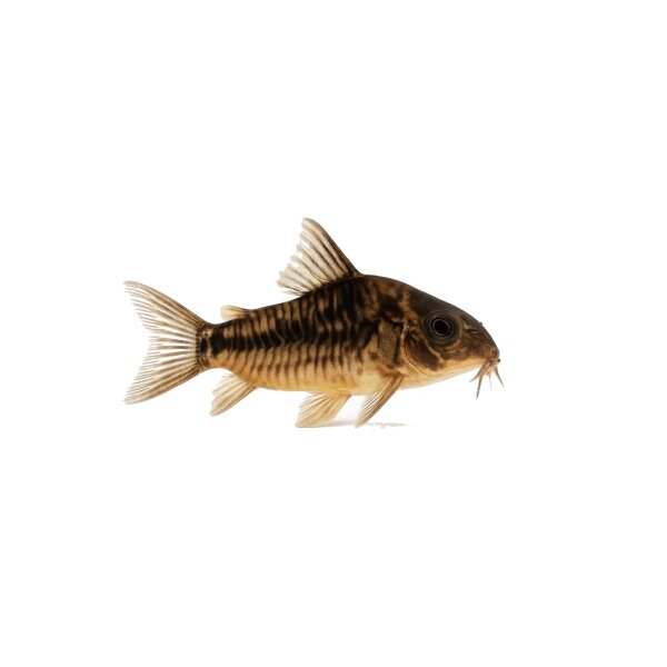 FISCH Zierfisch Panzerwels Brazil Mix L-XL